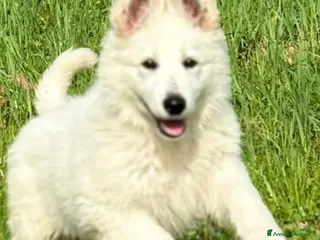 Pastore Belga cani Cuccioli di pastore belga - Annuncio 24