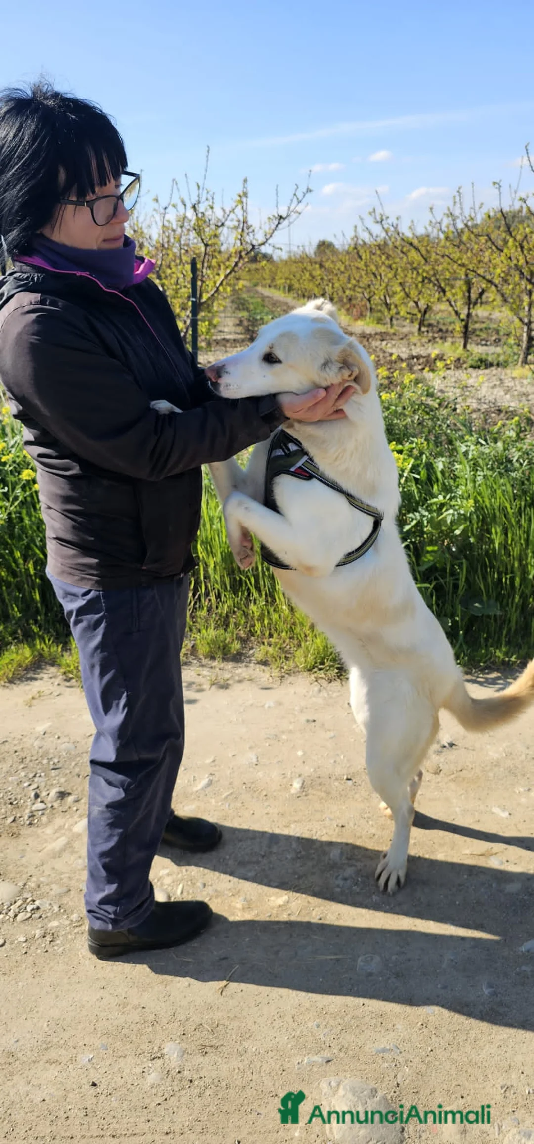 Meticcio cani in regalo: samara - Annuncio 1