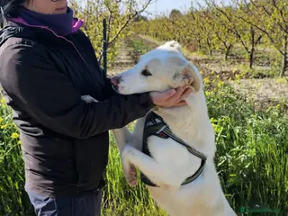 Meticcio cani samara - Annuncio 7