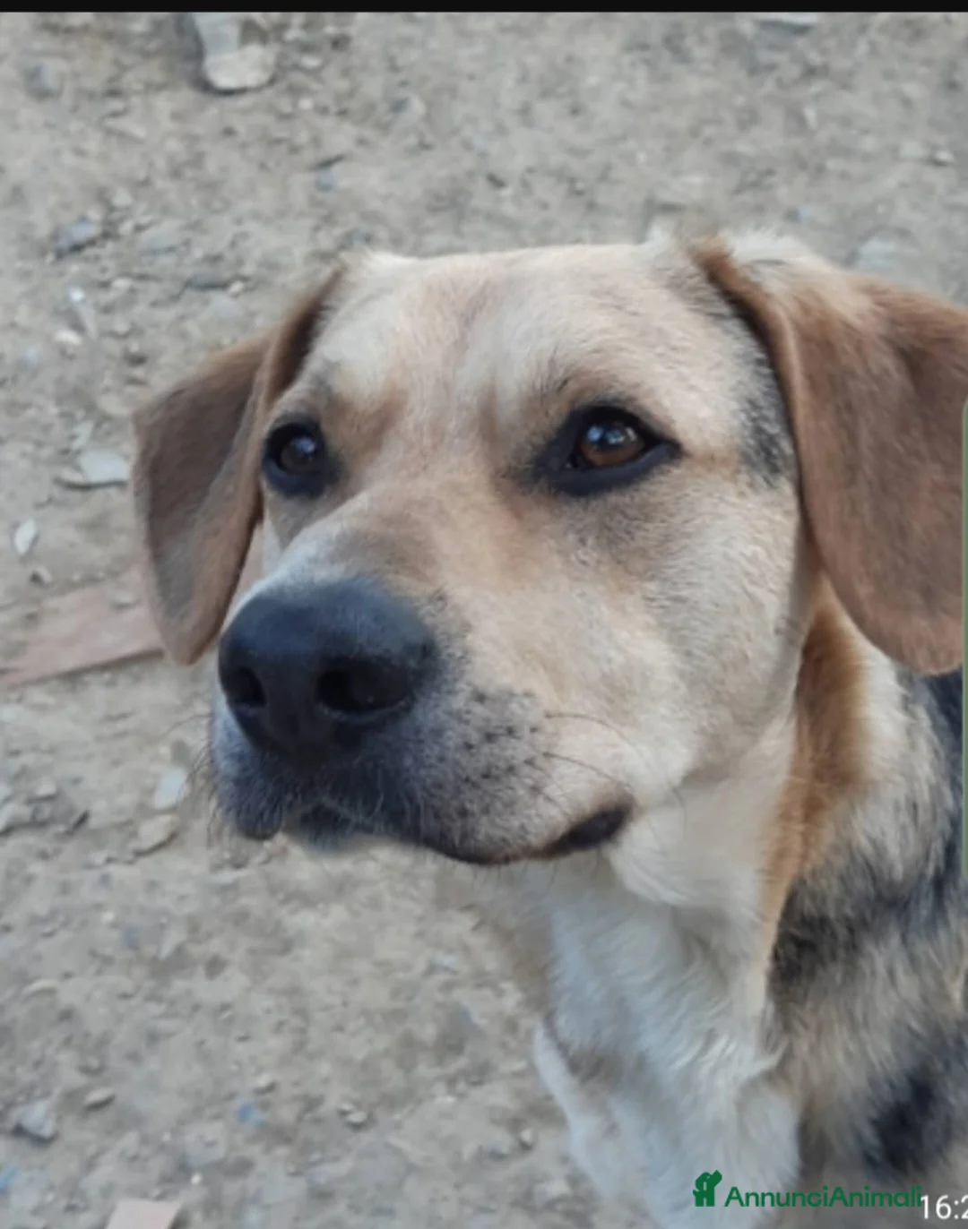 Meticcio cani in regalo: Mix Beagle 3anni e 1/2 torna in canile!PISTOIA SOS - Annuncio 3