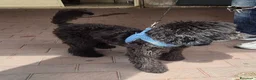 Barboncino cani in vendita: Barboncino nero.  - Annuncio 1