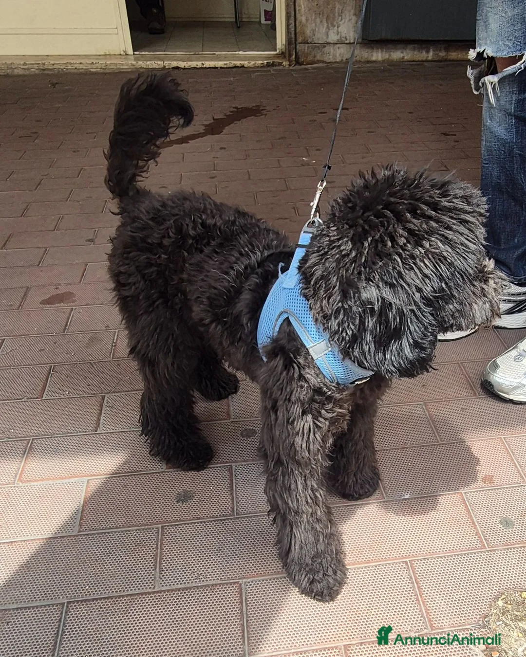 Barboncino cani in vendita: Barboncino nero.  - Annuncio 1