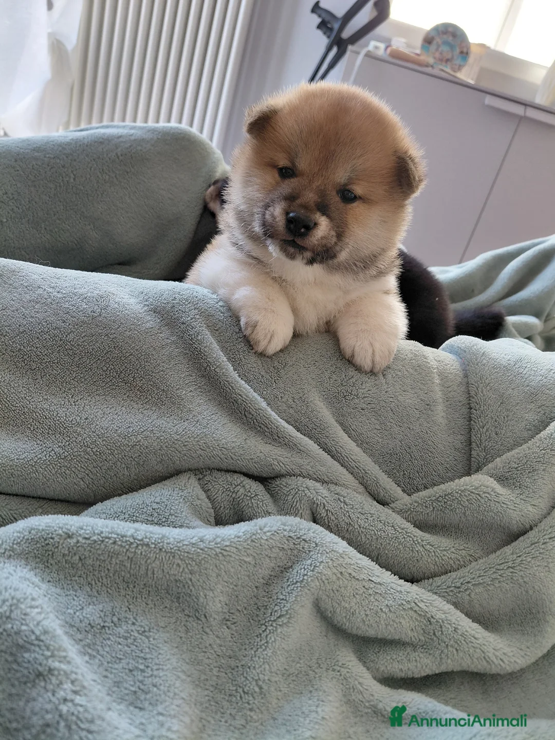 Shiba Inu cani in vendita: Cucciolo di Shiba Inu - Annuncio 5