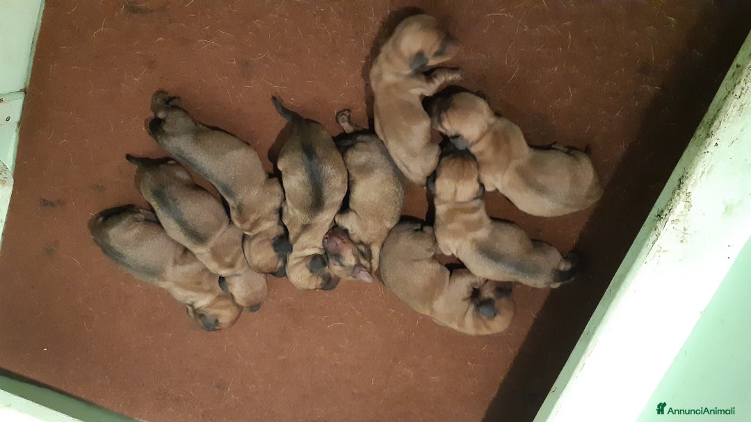 Bassotto cani in vendita: Bassotti pelo duro fogliasecca  - Annuncio 4