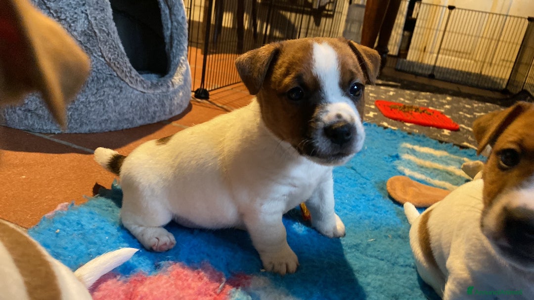 Jack Russell cani in vendita: JACK RUSSELL TERRIER pelo corto pedigree - Annuncio 6