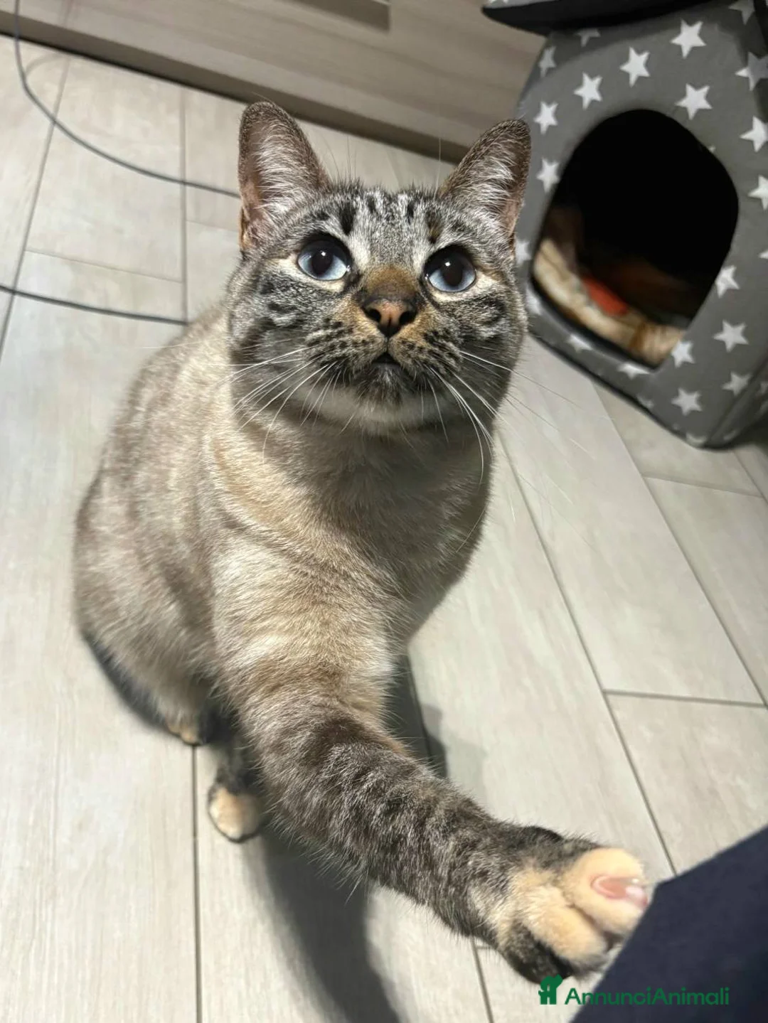 Europeo gatti in regalo: Mia dolce micia dagli occhi celesti - Annuncio 3