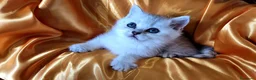 British gatti in vendita: British dolcissimo, alta genealogia KIT REGALO - Annuncio 5