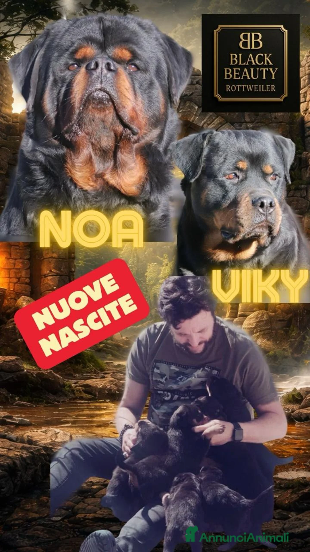 Rottweiler cani in vendita: ROTTWEILER MASCHIO DISPONIBILE - Annuncio 2