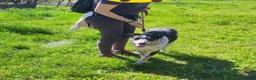 Meticcio cani in regalo: Kiki cerca casa - Annuncio 3