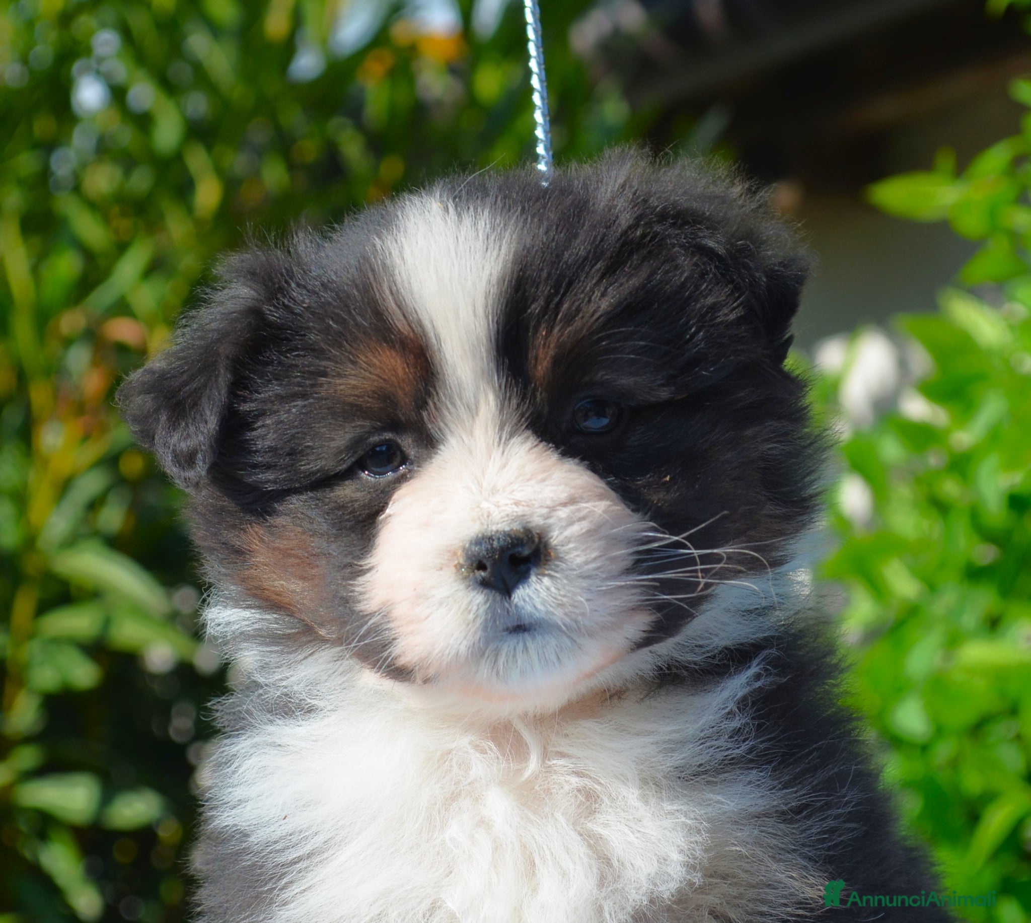 Miniature American Shepherd cani miniature american shepherd - Annuncio 1