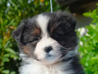 Miniature American Shepherd cani miniature american shepherd - Annuncio 6