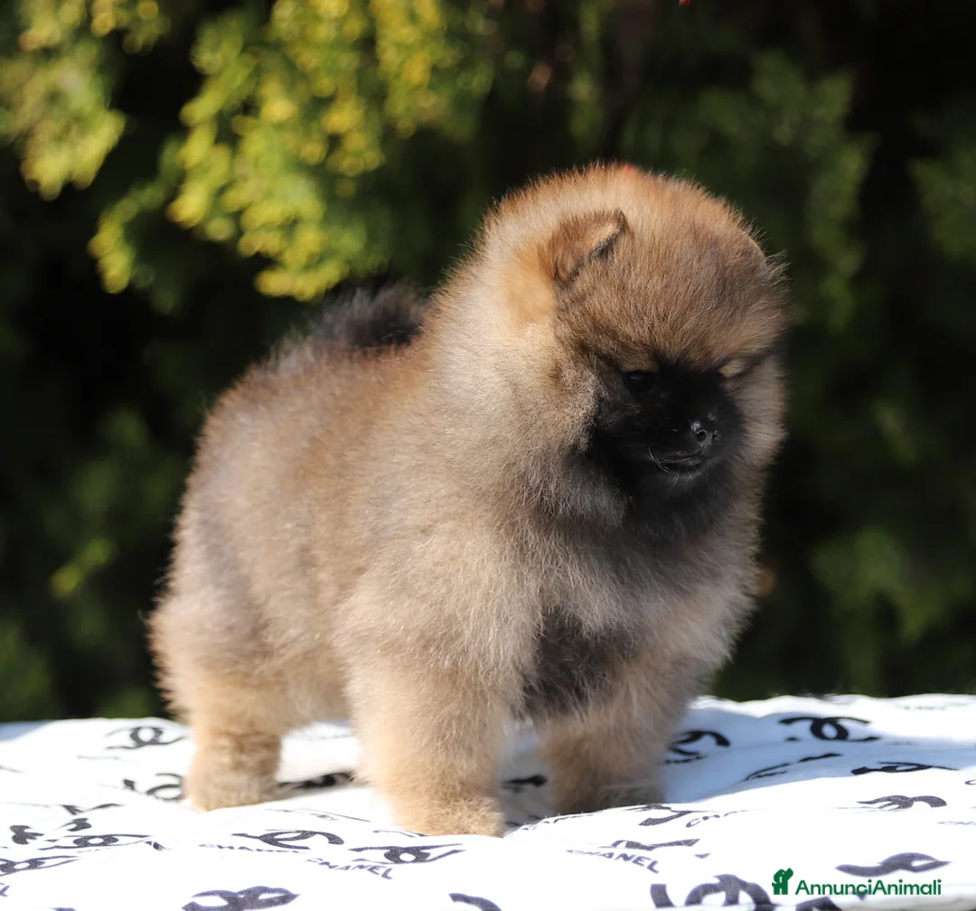 Volpino Pomerania cani in vendita: Femmina di Spitz Nano Pomerania - Annuncio 2