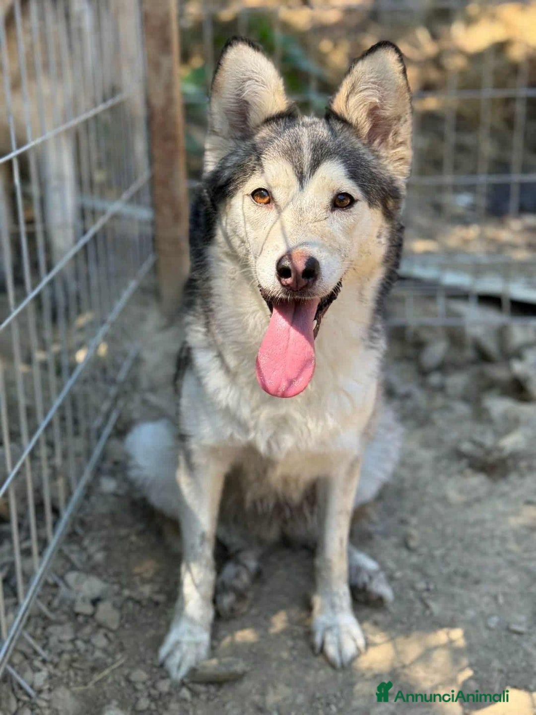 Husky cani in regalo: AKIRA, tenerissima MIX HUSKY! Tg MEDIO CONTENUTA - Annuncio 4