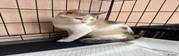 Europeo gatti in regalo: Sissi dolcissima micina tricolore  - Annuncio 2