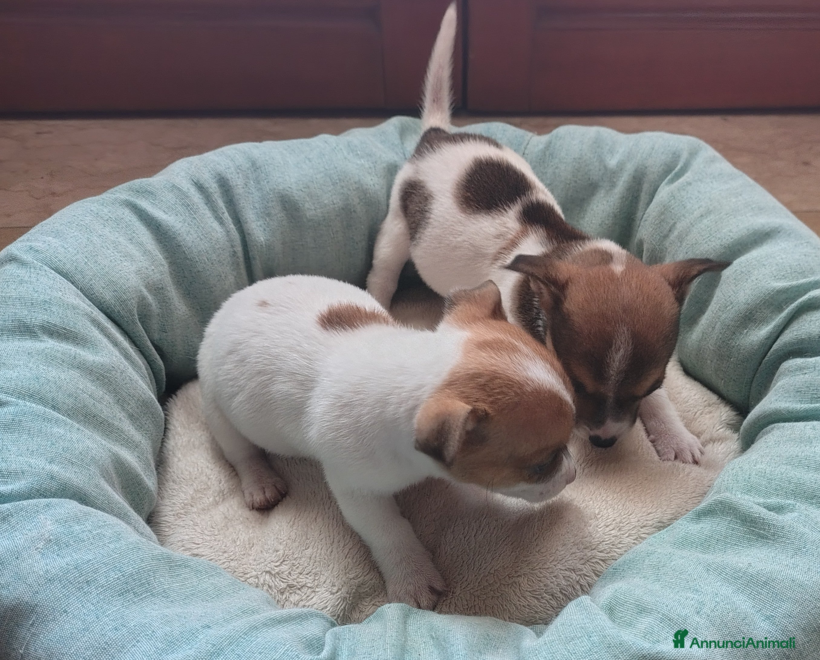 Jack Russell cani Cucciole jack russel  - Annuncio 2