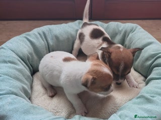 Jack Russell cani Cucciole jack russel - Annuncio 9