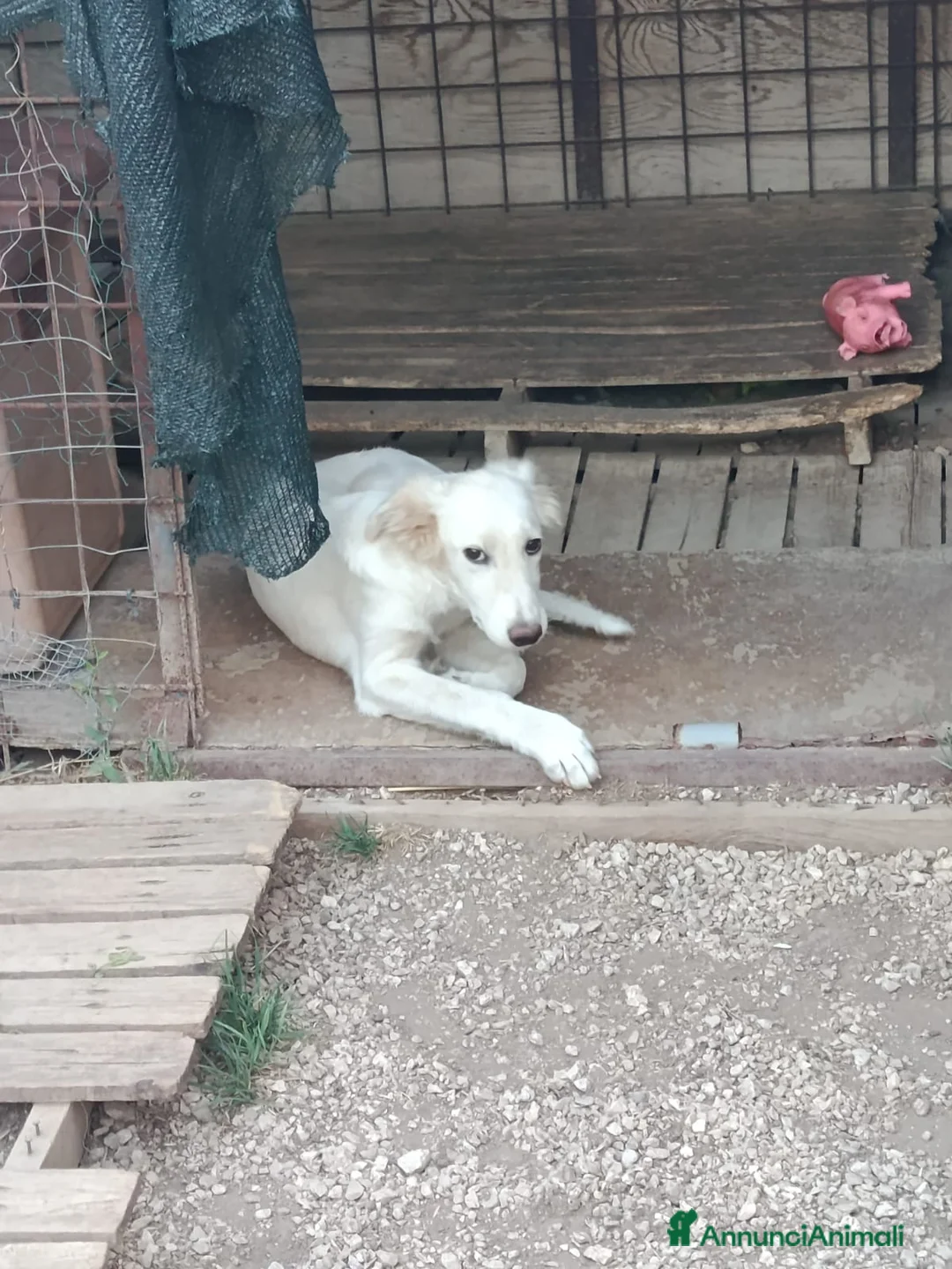 Meticcio cani in regalo: Inna, simil golden! (5 mesi)  - Annuncio 3