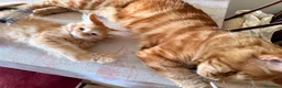 Maine Coon gatti in vendita: Cuccioli di maine coon, uno red e uno black. - Annuncio 5
