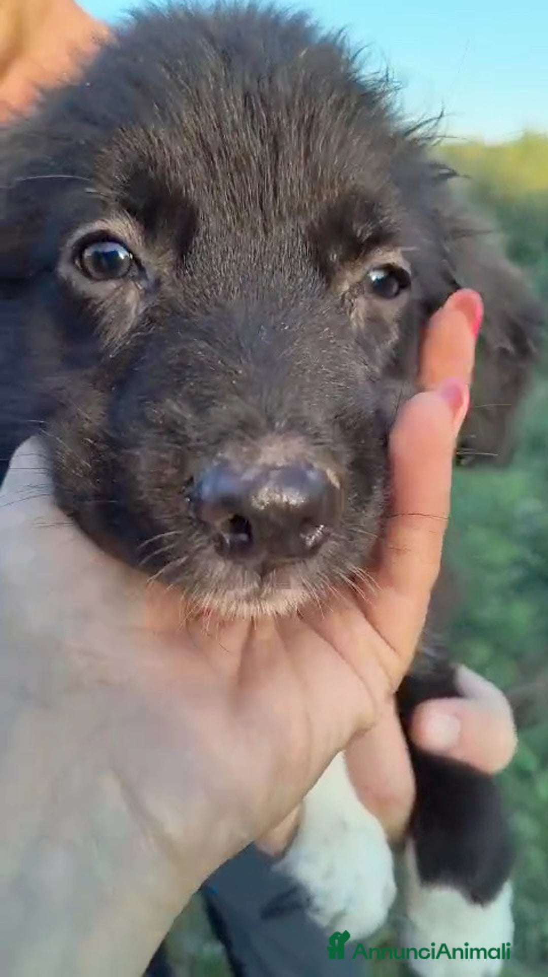 Altre razze cani in regalo: Cuccioli di 3 mesi cercano adozione urgente  a Provincia di Parma - Immagine 18
