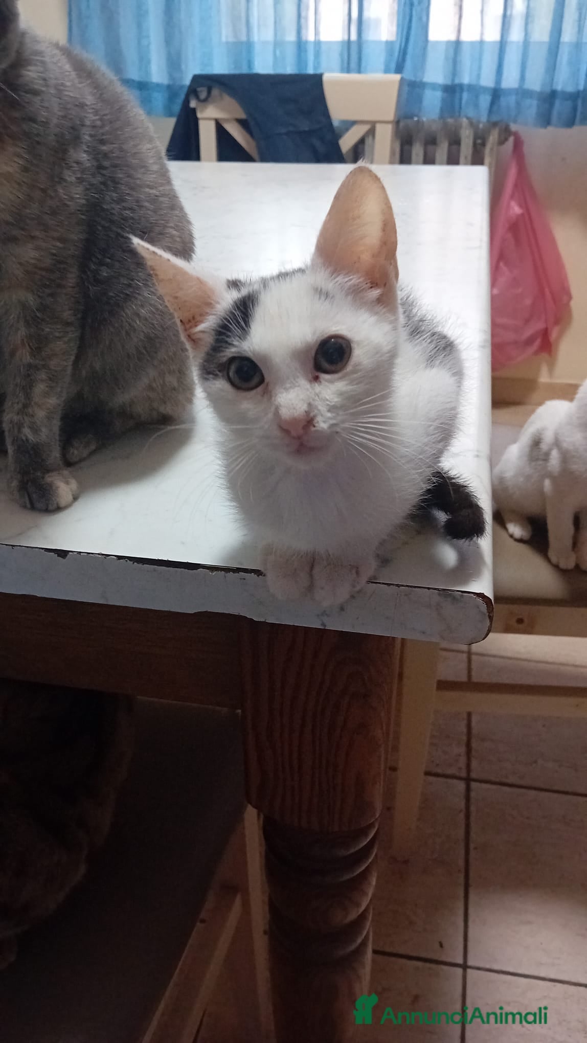 Meticcio gatti IL PICCOLO BIANCO - Annuncio 18