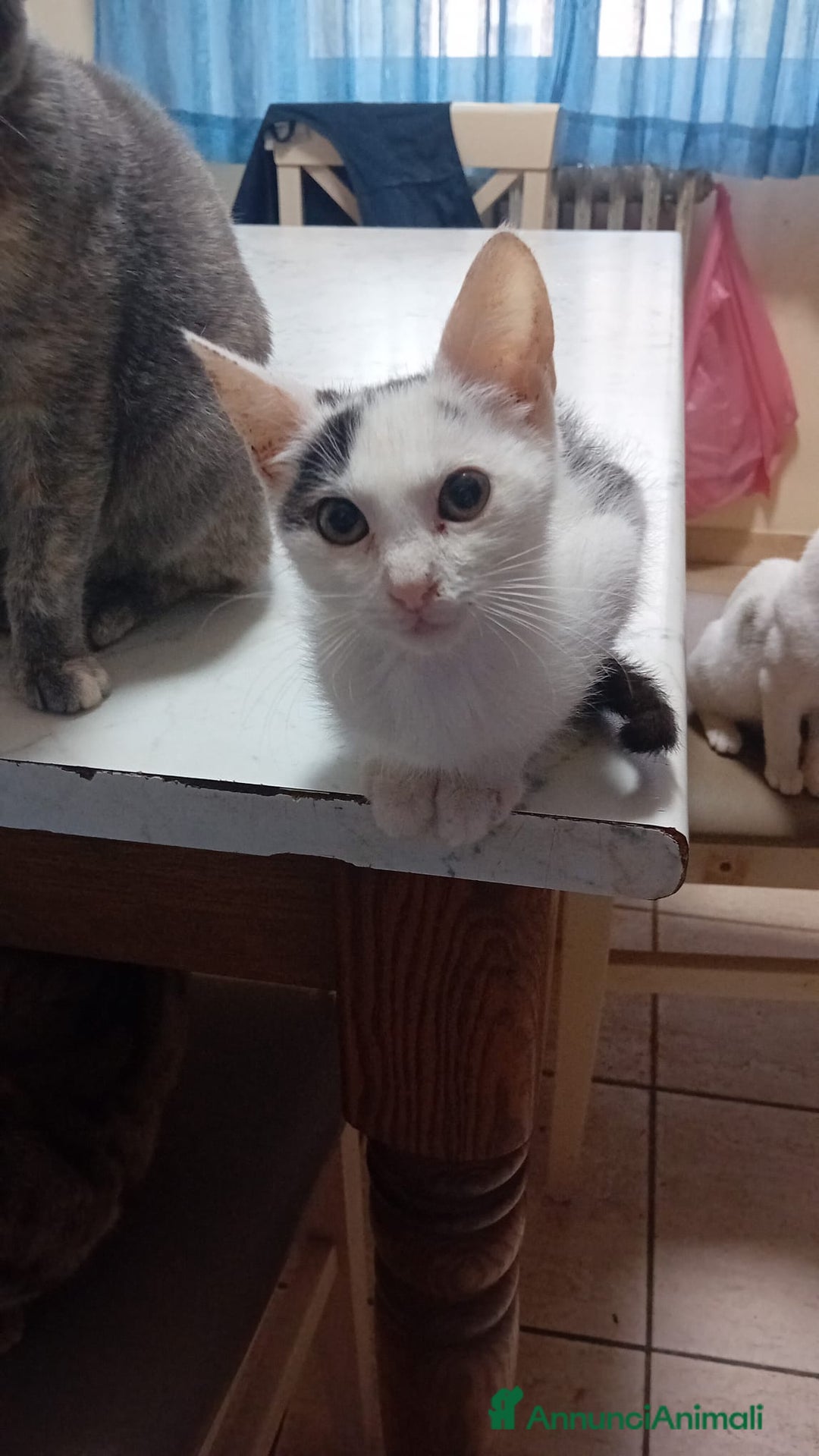 Meticcio gatti in regalo: IL PICCOLO BIANCO - Annuncio 1