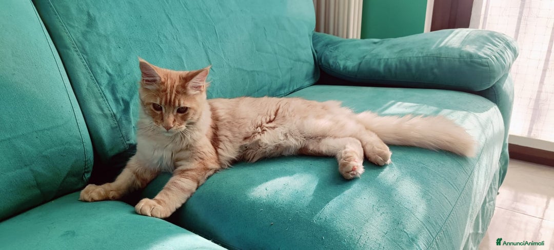 Maine Coon gatti in vendita:  Maine Coon pedigree ANFI senza limitazioni  - Annuncio 16