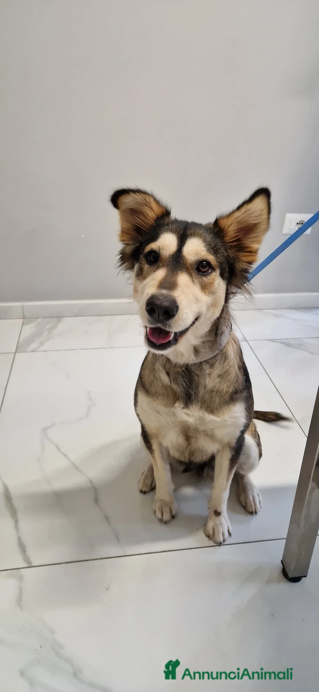 Husky cani in regalo: LARA  a Provincia di Avellino - Annuncio 4