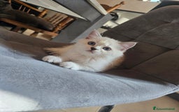 Scottish gatti in vendita: Dolcissimo scottish fold e straight  a Provincia di Brescia - Immagine 27