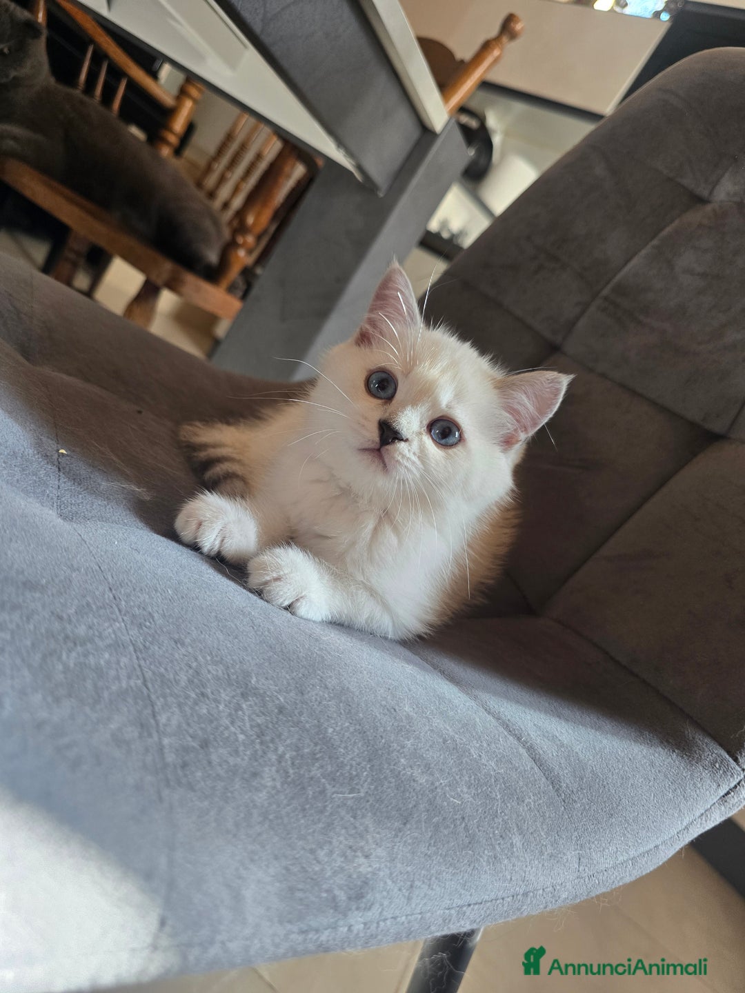 Scottish gatti in vendita: Dolcissimo scottish fold e straight  a Provincia di Brescia - Immagine 27