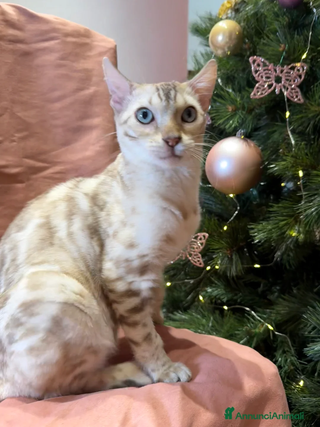 Bengala gatti in vendita: Gattino bengala snow mink  - Annuncio 5