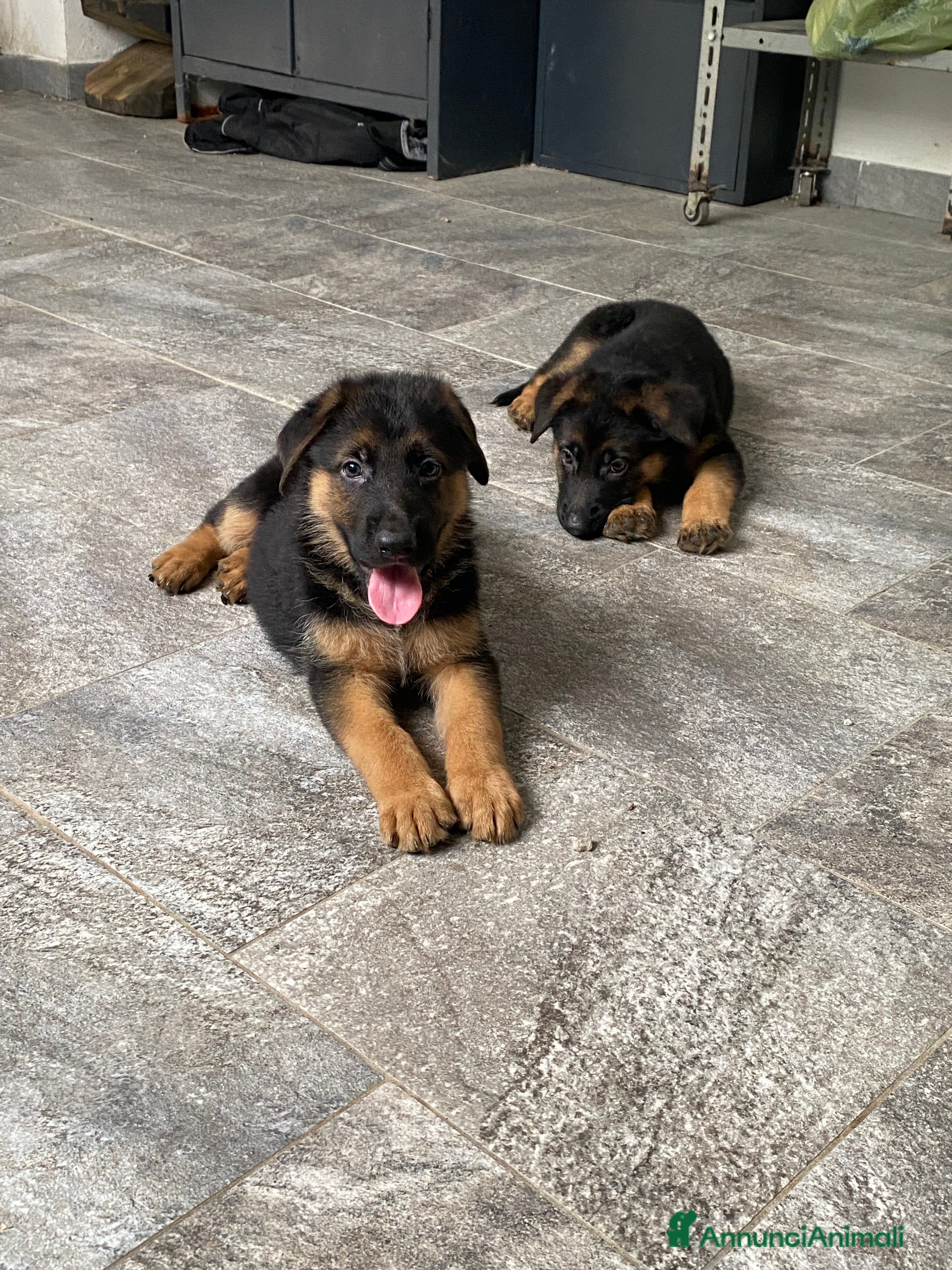 Pastore Tedesco cani Cuccioli di pastore tedesco  a Città metropolitana di Milano - Annuncio 2