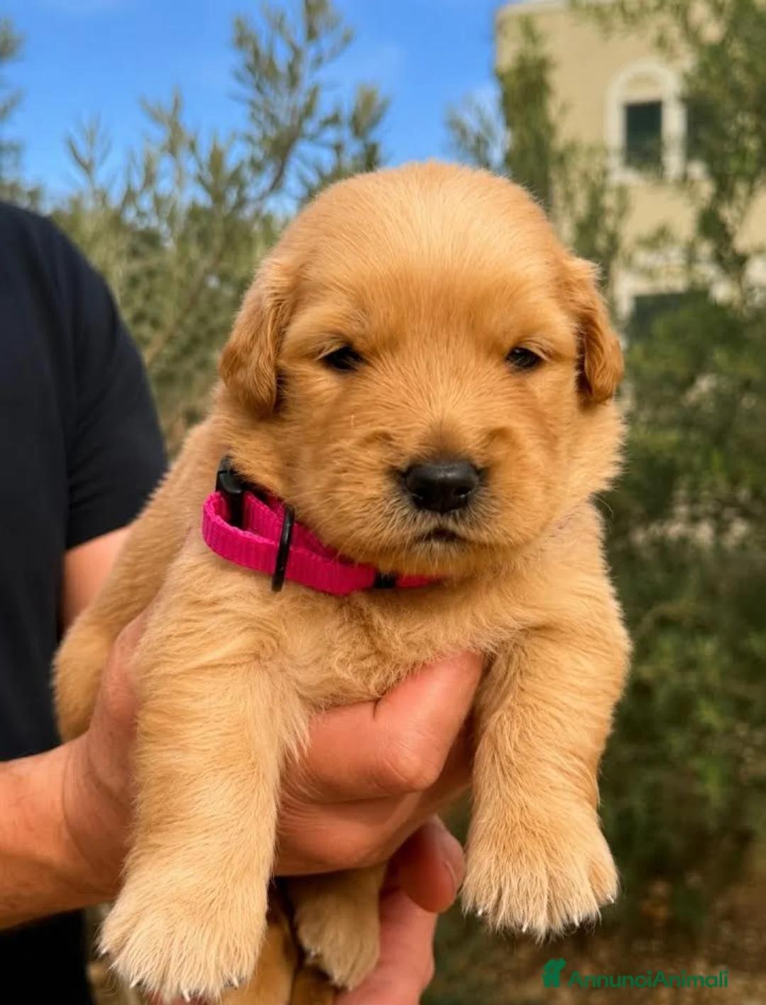 Golden Retriever cani in vendita: golden retriever americano - Annuncio 2
