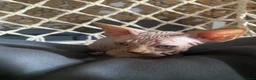 Sphynx gatti in vendita: Cuccioli Sphynks  - Annuncio 11