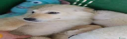 Meticcio cani in regalo: 3 mix pastori 3mesi mollati e salvati.SOS CASA SUD - Annuncio 2