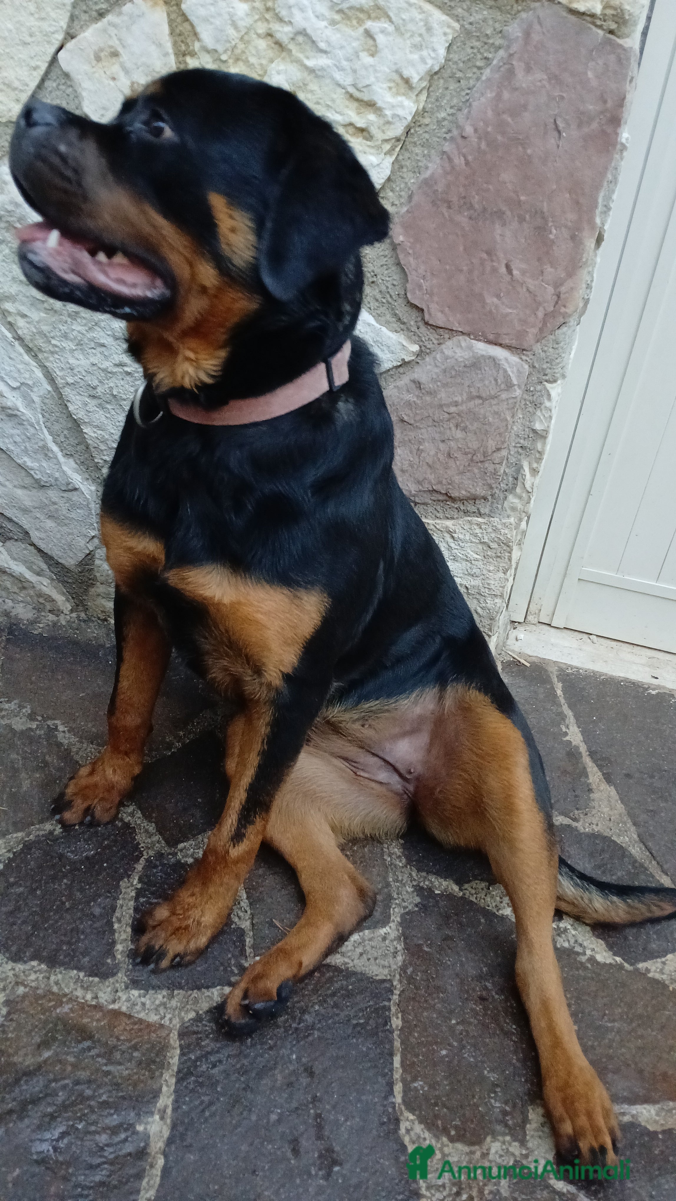 Rottweiler cani Splendida Rottweiler femmina di 9 mesi. - Annuncio 2