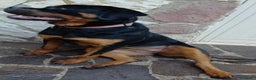 Rottweiler cani in vendita: Splendida Rottweiler femmina di 9 mesi. - Annuncio 2