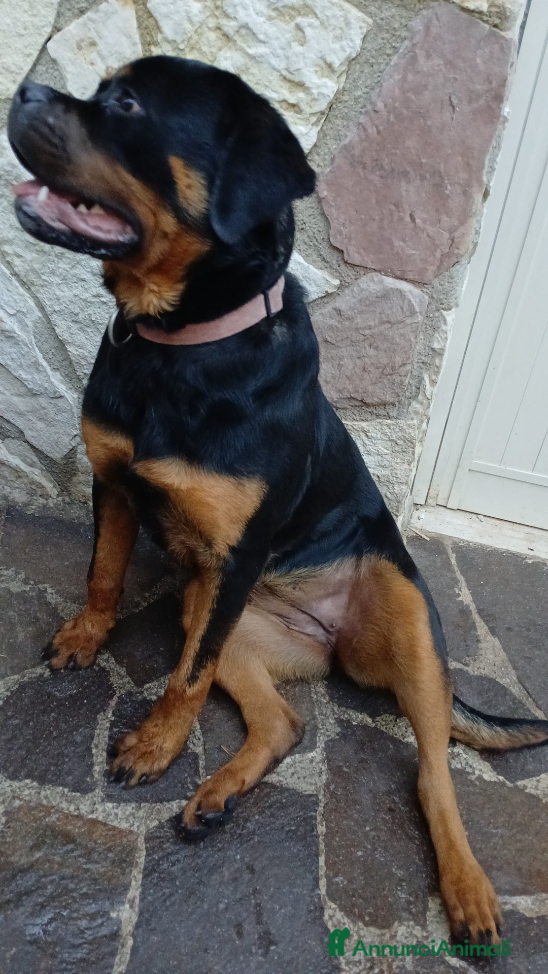 Rottweiler cani in vendita: Splendida Rottweiler femmina di 9 mesi. - Annuncio 2