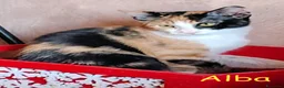 Europeo gatti in regalo: TRE MICI MERAVIGLIOSI CERCANO CASA  a Città metropolitana di Roma Capitale - Annuncio 8