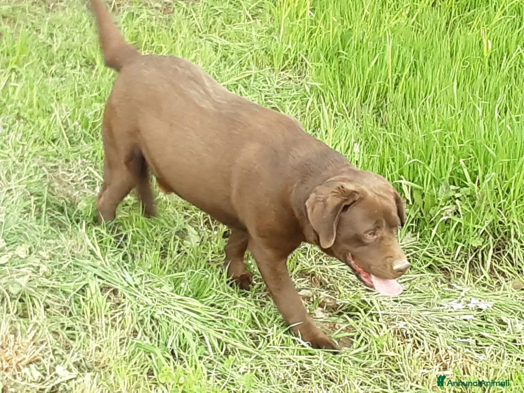 Labrador cani in regalo: Labrador cioccolato - Annuncio 2