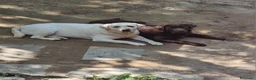 Labrador cani in vendita: Cuccioli di labrador  - Annuncio 2
