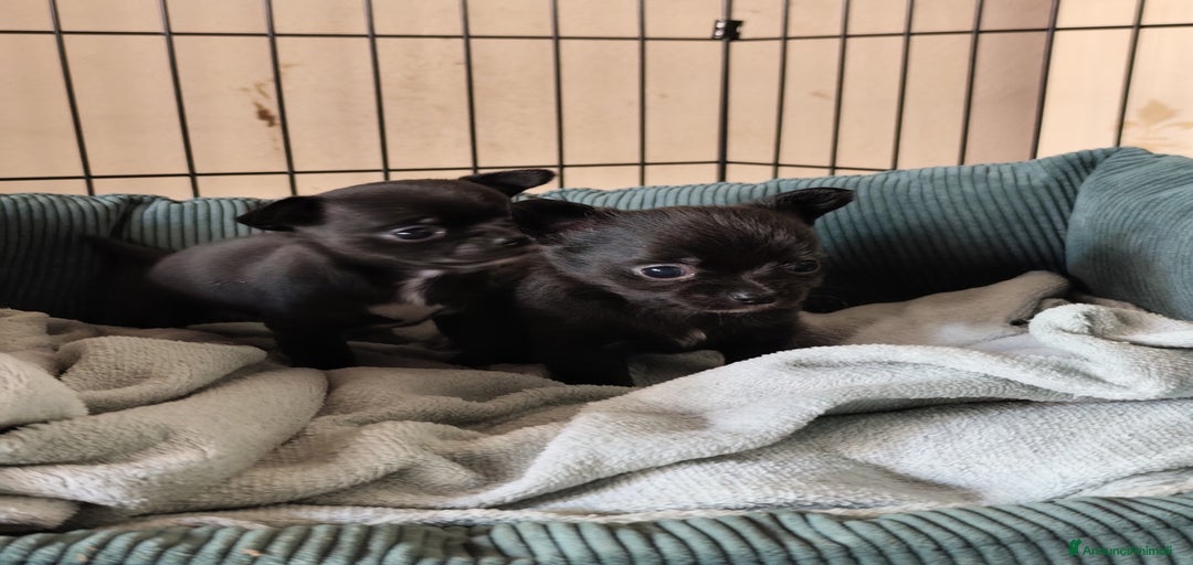 Immagine della galleria {{count}}