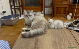 Siberiano gatti in vendita: gatto siberiano ipoallergenico  a Provincia di Arezzo - Immagine 5