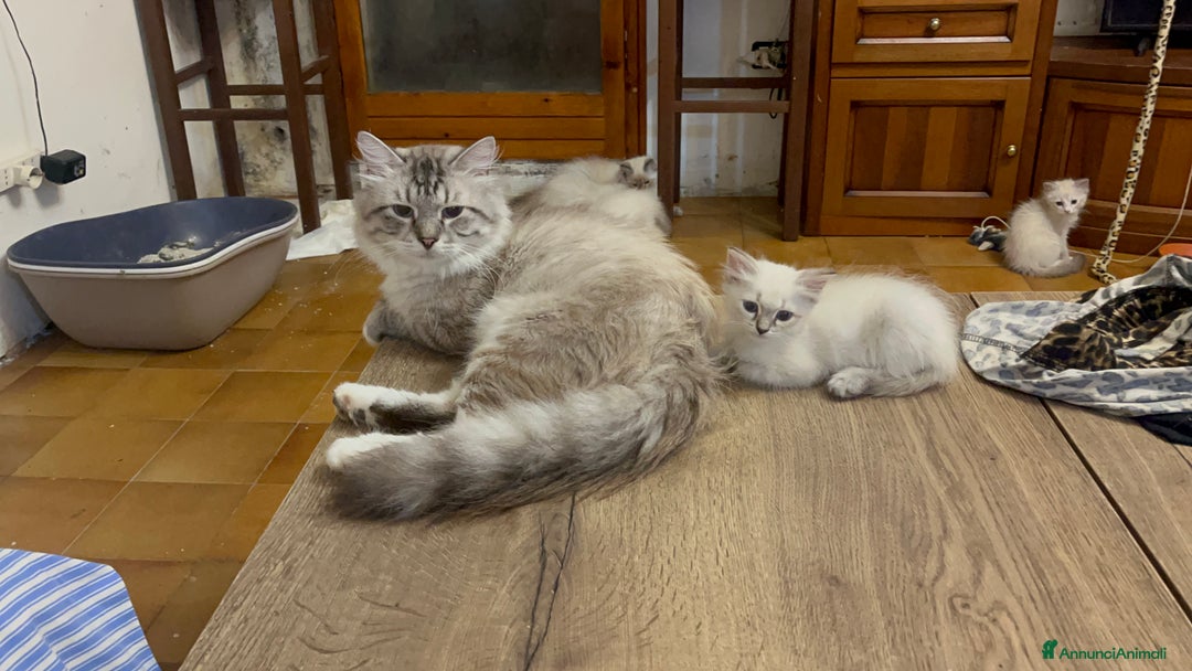 Siberiano gatti in vendita: gatto siberiano ipoallergenico  a Provincia di Arezzo - Immagine 5