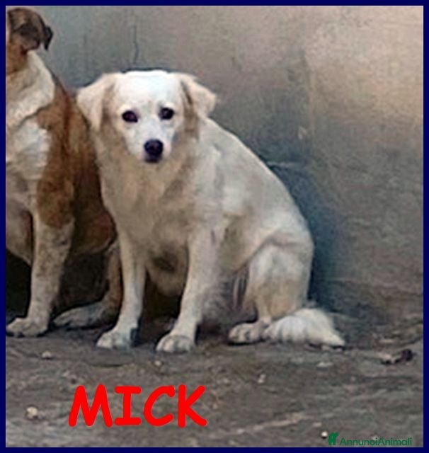 Meticcio cani MICK timoroso ma buono! tg mediopicc. - Annuncio 30