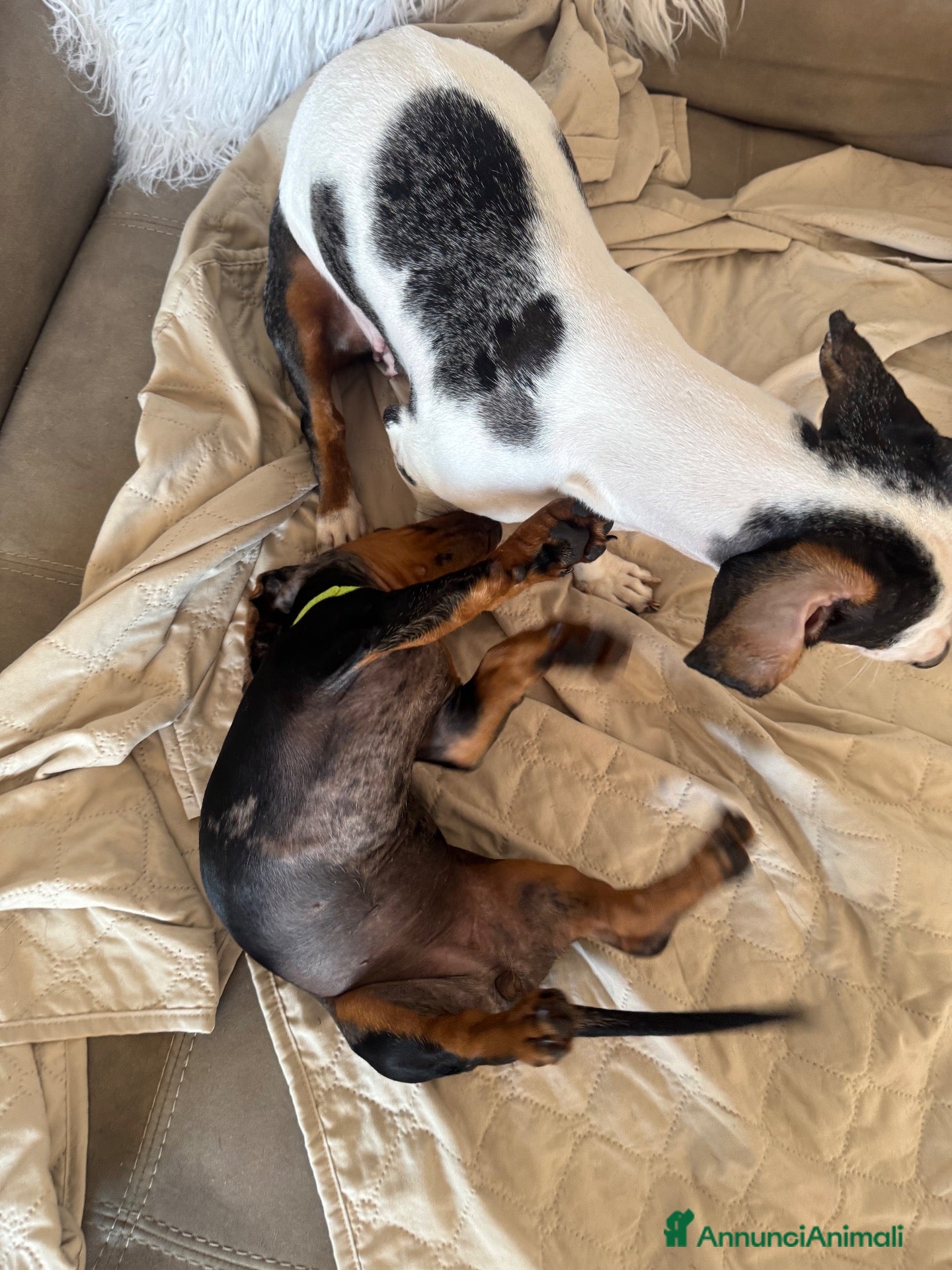 Bassotto cani Vendo bassotta arlecchina silver - Annuncio 25