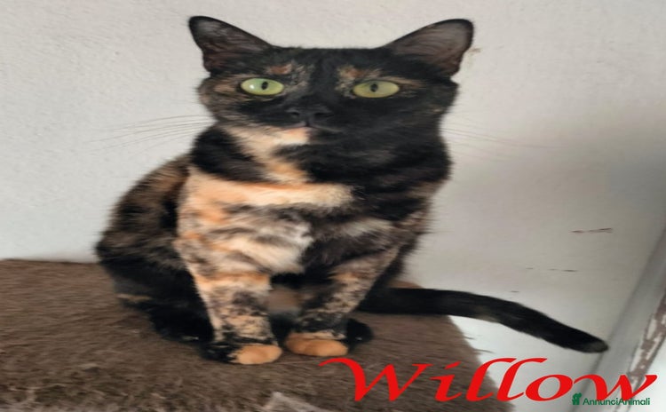 Europeo gatti - Annuncio 3