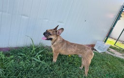 Bulldog Francese cani in regalo: Simil Bouledogue Francese a Provincia di Ferrara - Immagine 8
