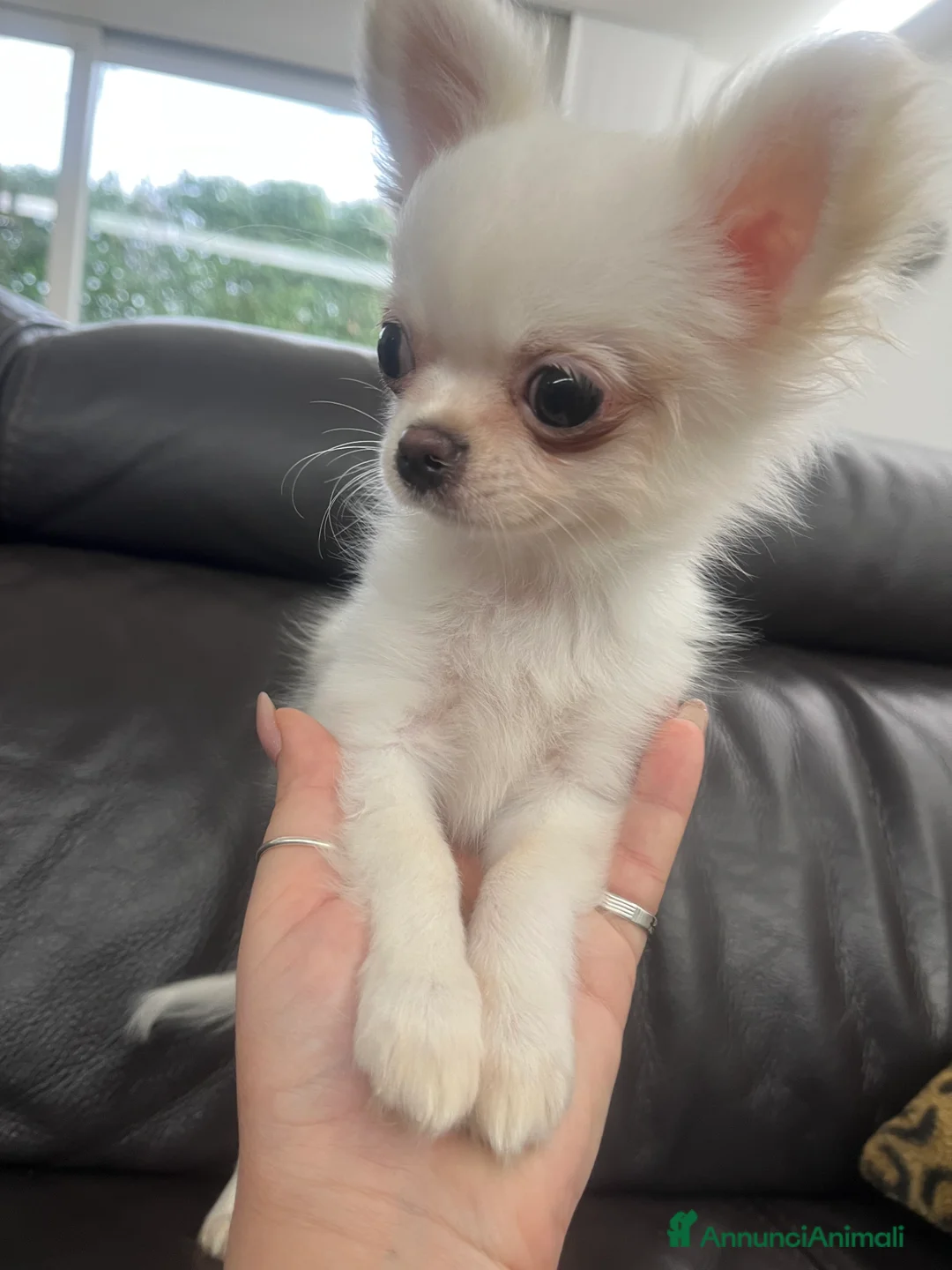 Chihuahua cani in vendita: Chihuahua con pedigree - Annuncio 6