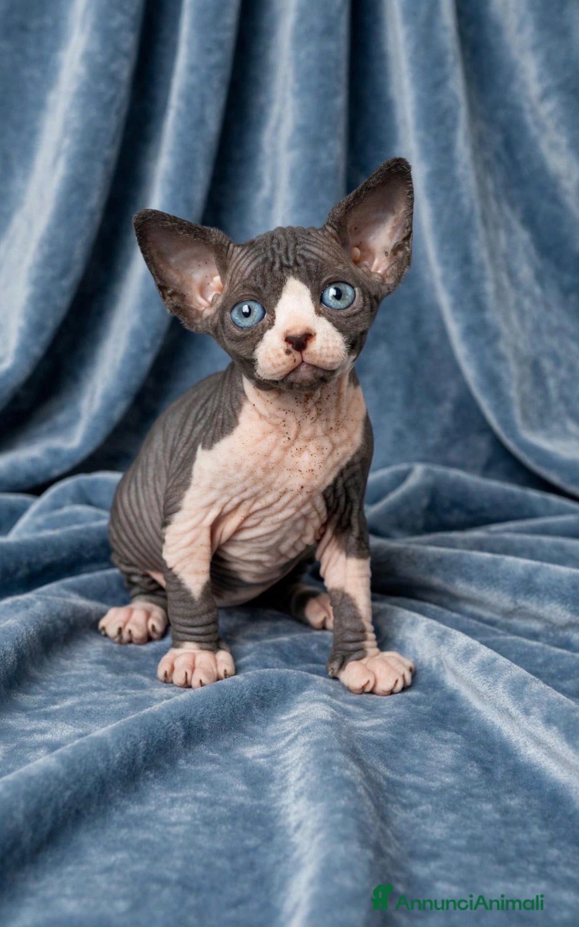 Sphynx gatti Sphynx con pedigree  - Annuncio 2