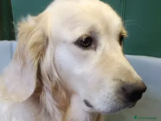 Golden Retriever cani Golden retriever angloamericani - Annuncio 1